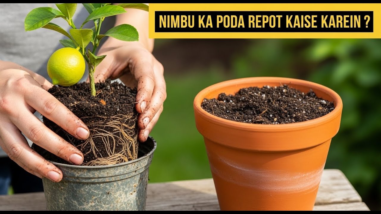 Lemon Tree Repotting Guide 🍋 | Nimbu Ka Paudha Repot Kab Aur Kaise Karein? | Kitchen Gardening Tips