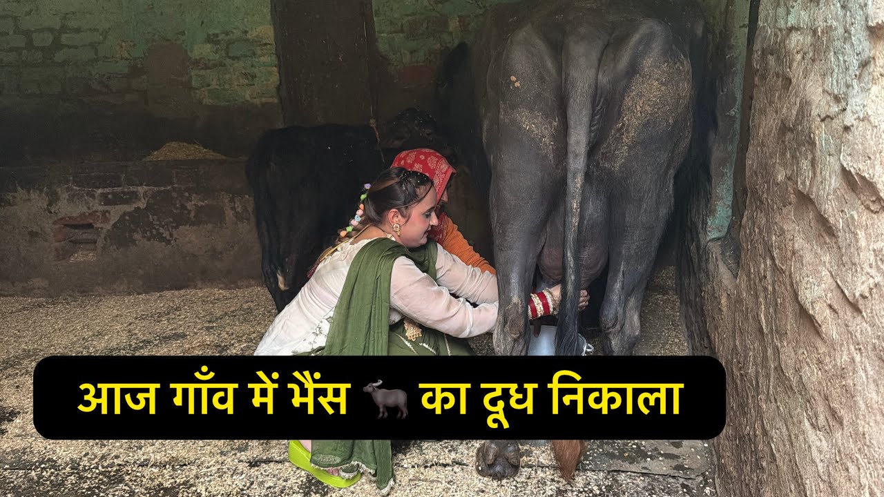 मुझे भैंस 🐃 का दूध निकालना आता है || Swamit Badesra 