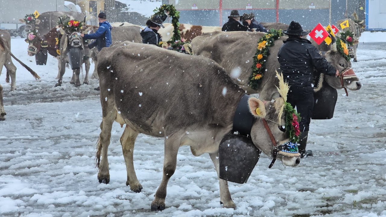 FIRST SNOW AND ALPABFAHRT ANDERMATT 2025- How people live in the Swiss Alps
