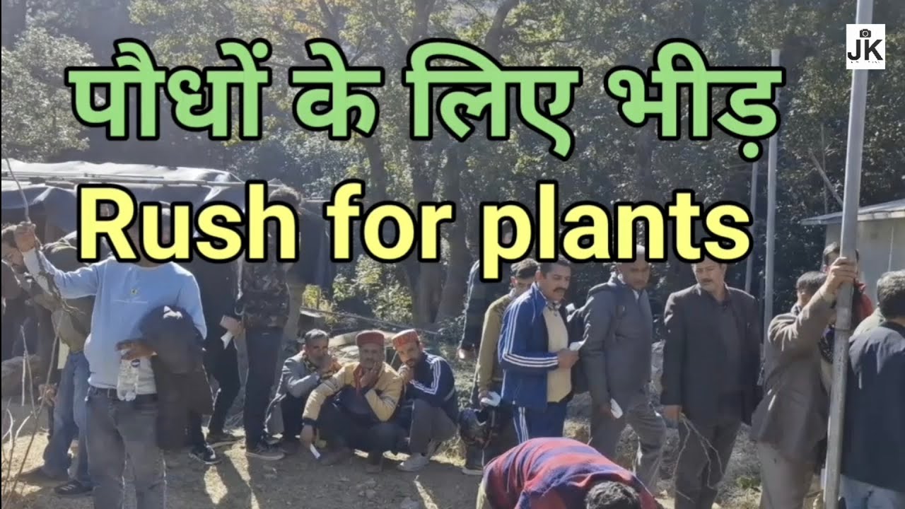 किवी पौधों के लिए भीड़ | Rush for 🥝 Kiwi plants | Nauni University