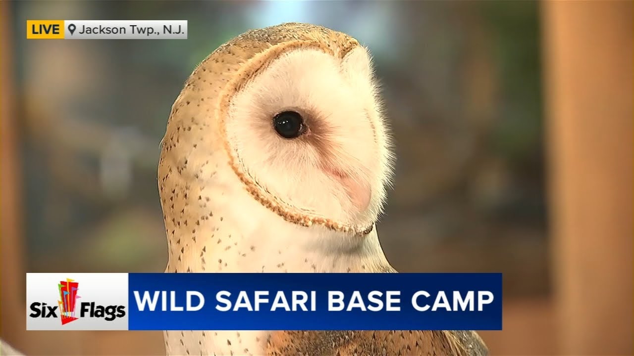 Action News checks out Six Flags Wild Safari Base Camp