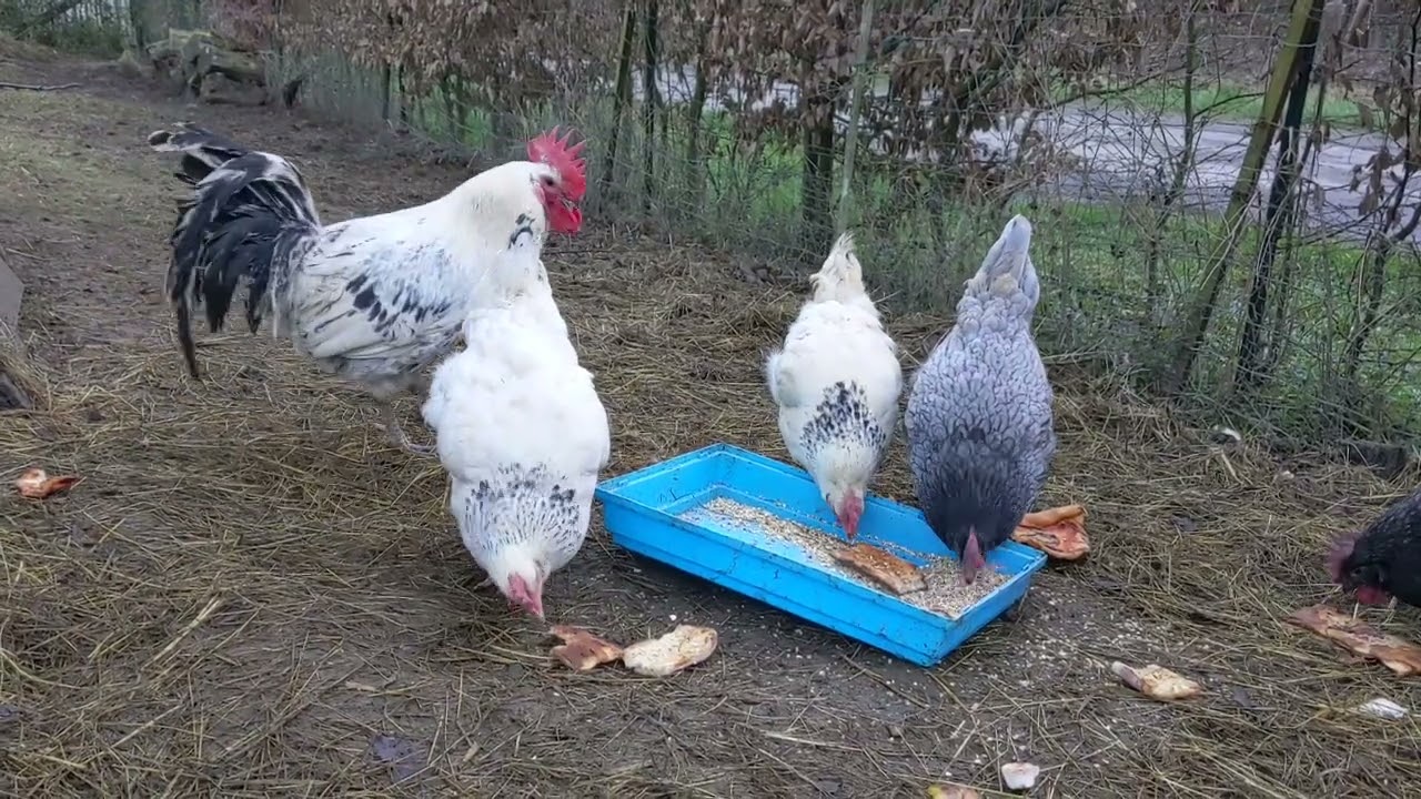Parasites des poules: coccidiose, gale des pattes, poux mallophages...