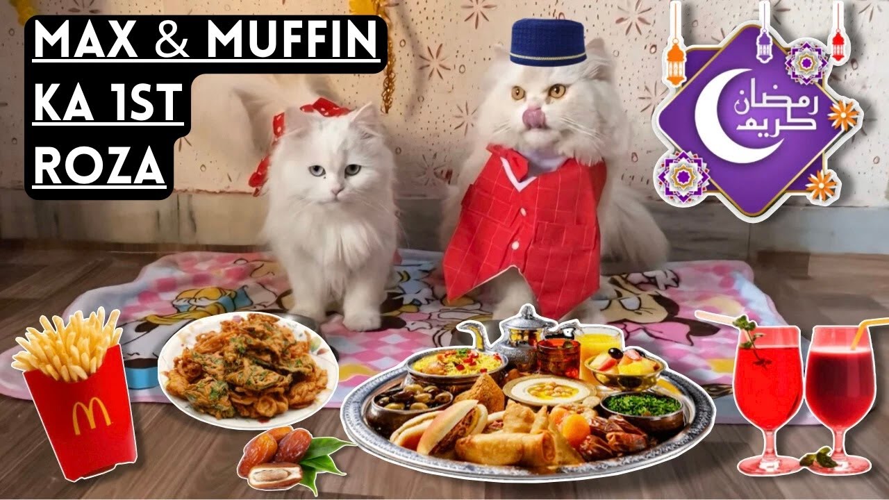 Aj Max & Muffin Ny Roza Rakha 😻 || My 1st Ramadan with my Cats |Rehan & Max