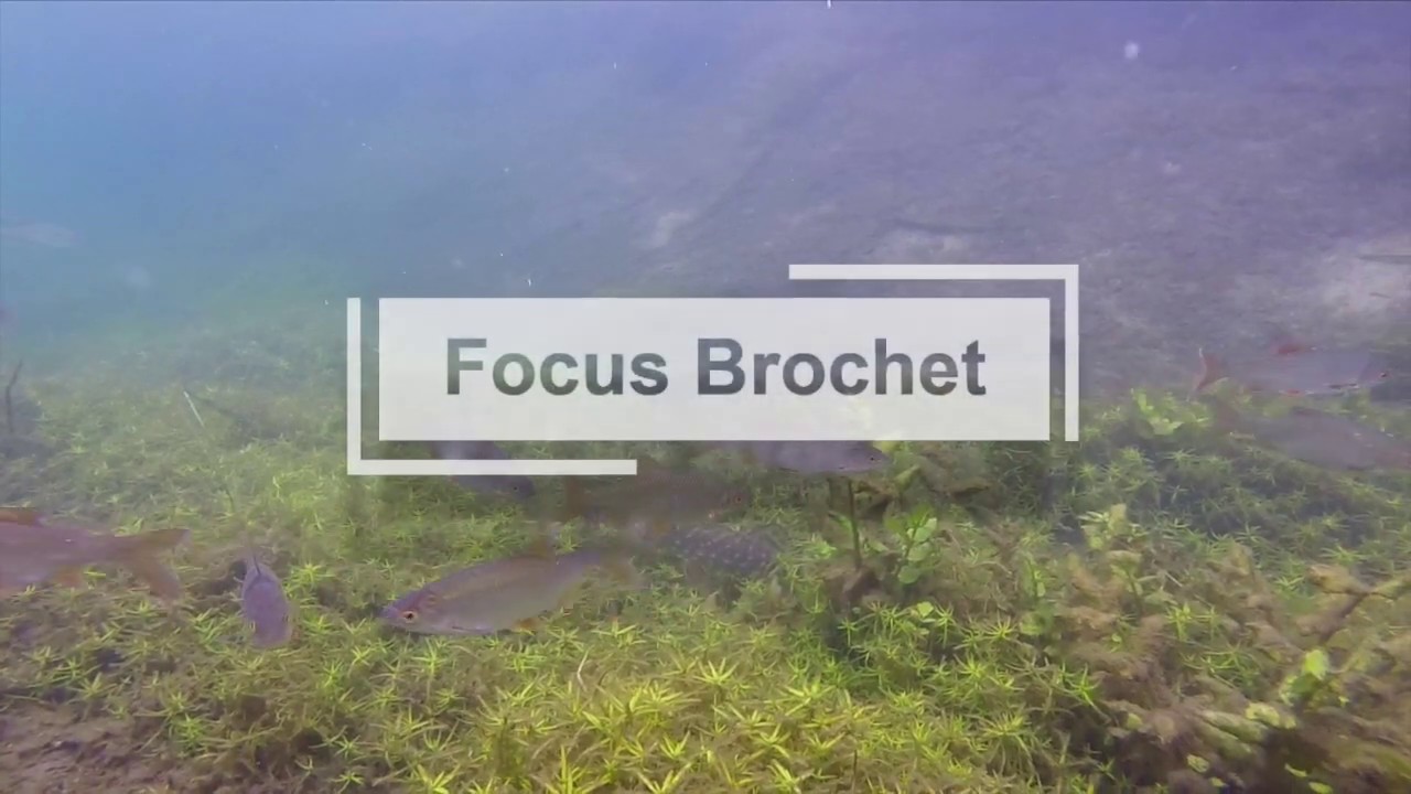 Focus Biodiversité Marais Audomarois Trailer