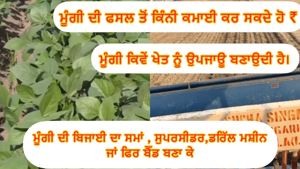 ਮੂੰਗੀ ਦੀ ਬਿਜਾਈ ਦਾ ਸਹੀ ਸਮਾਂ ।Moongi di bejai #khetibadi #top #shortsvideo