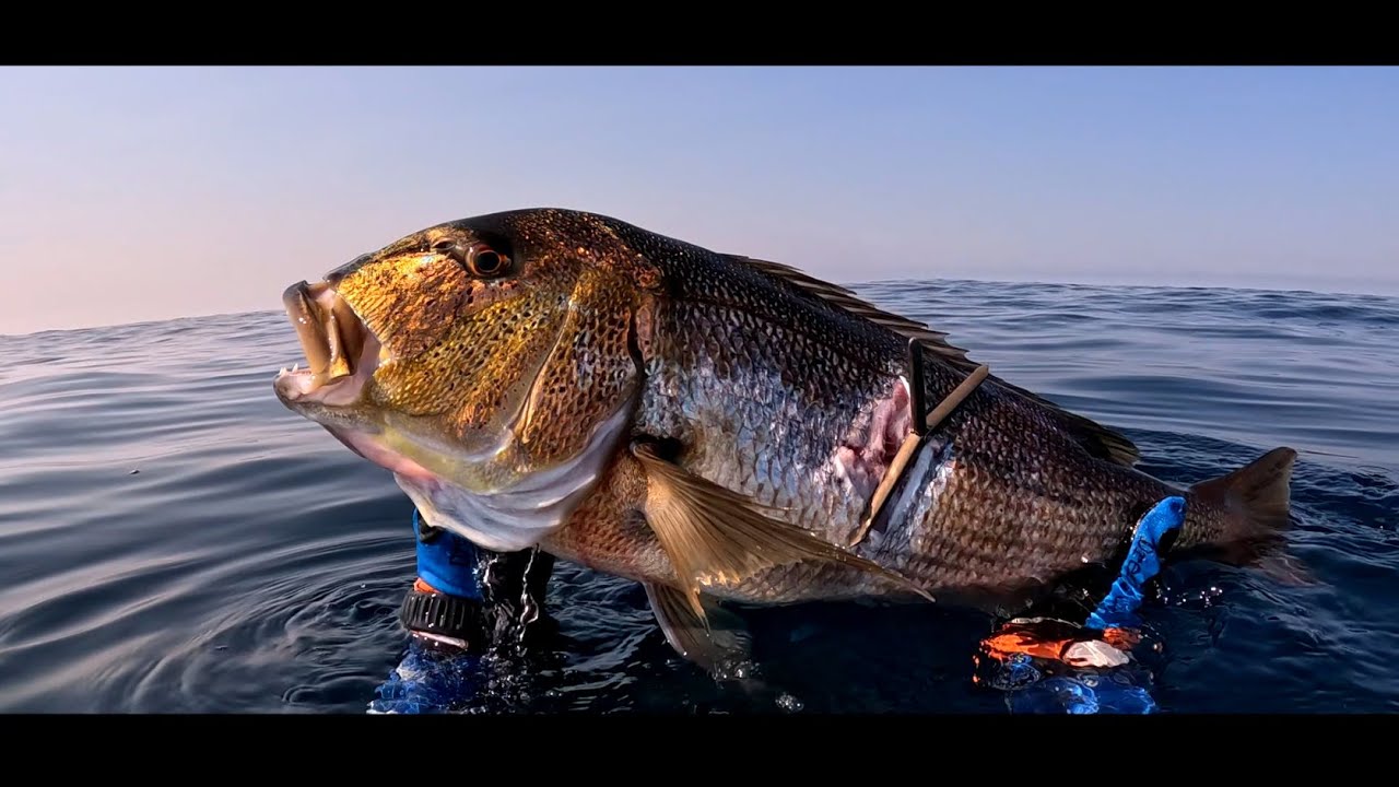 Mediterranean Spearfishing Corsica Chasse Sous-Marine