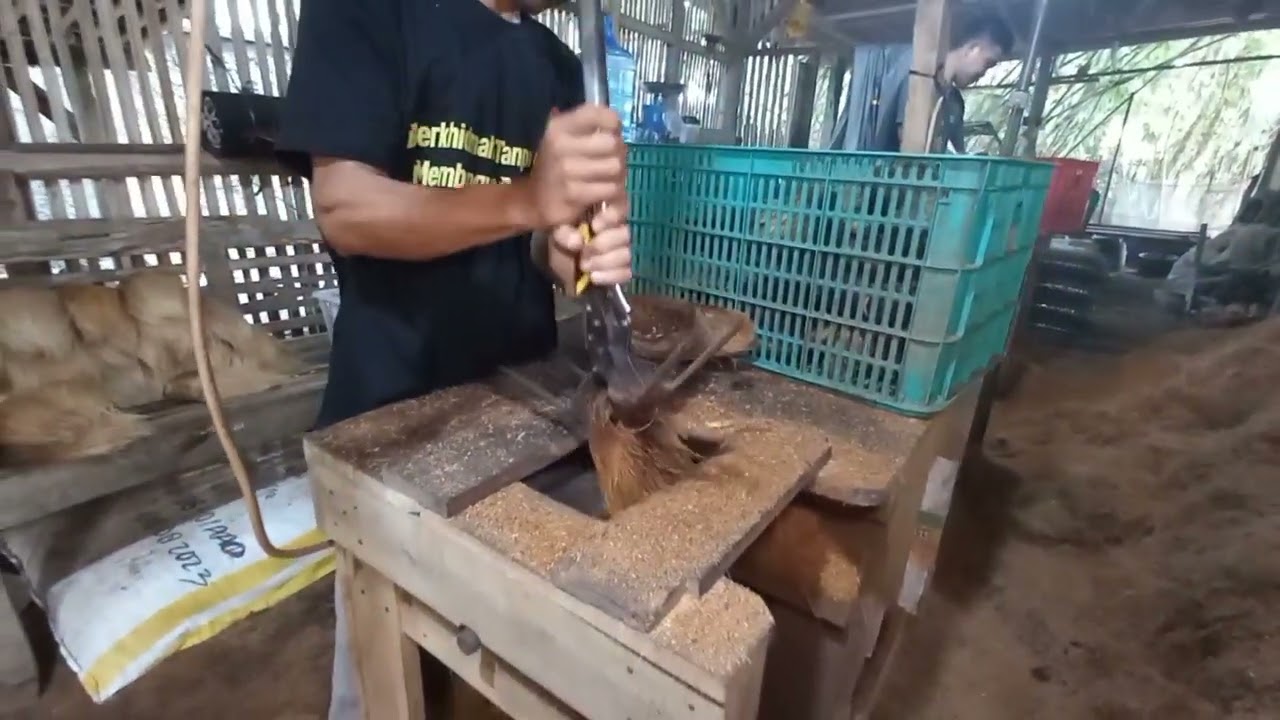 home industri coco bristle #cocopeat #cocobristlemachine #production #cocobristle #sorts #coir