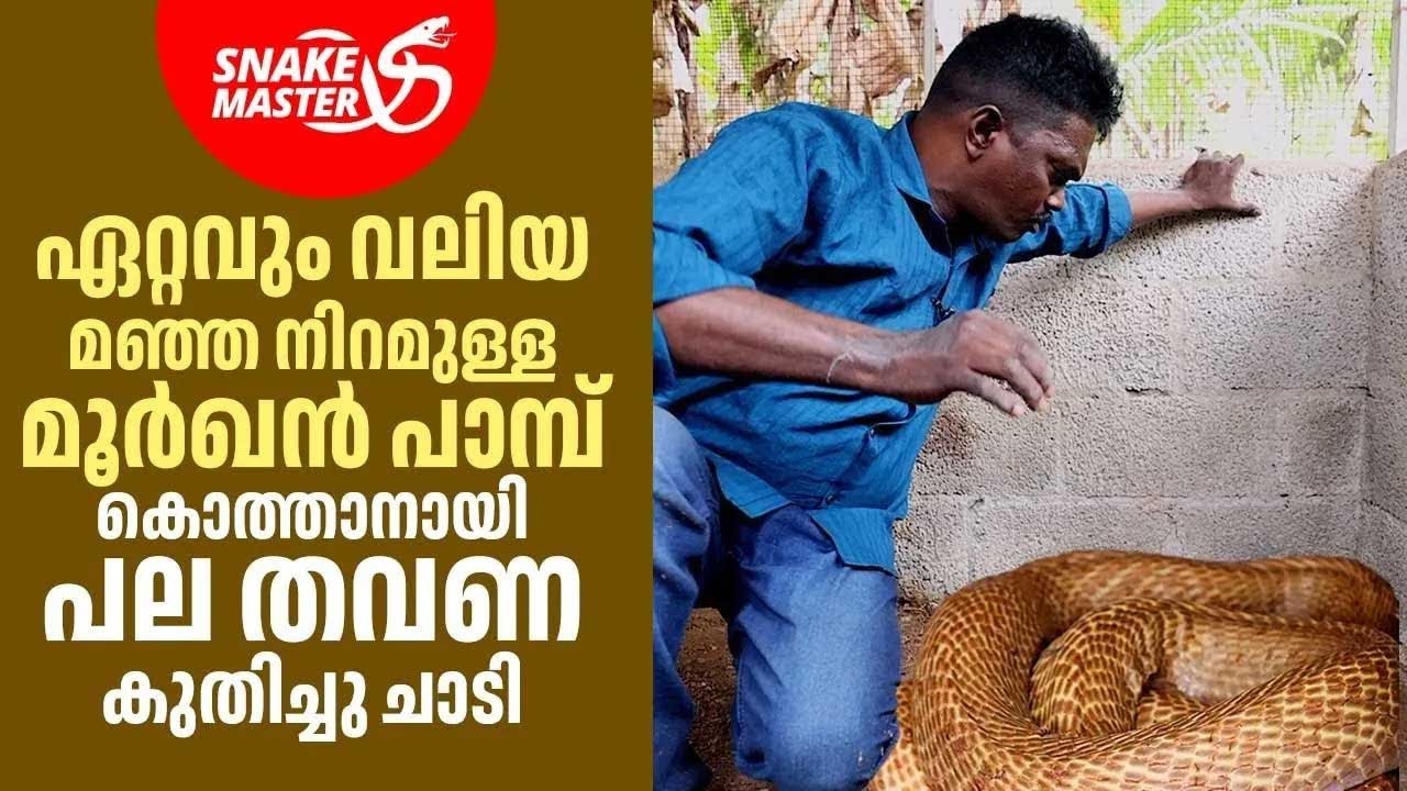 EP 19 | മഞ്ഞ മൂർഖന്റെ മുന്നിൽ വന്ന പൂച്ചക്ക് സംഭവിച്ചത് | Vava Suresh | Cobra Rescue | Snakemaster