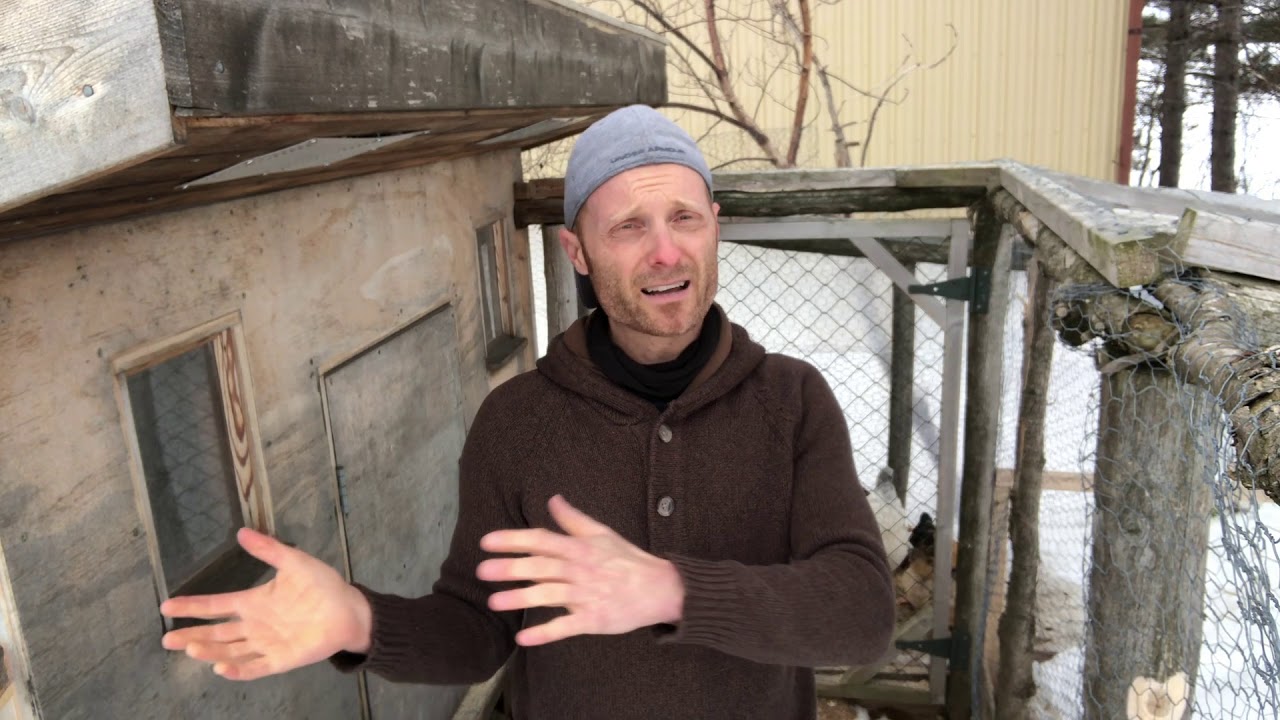 Les poules en hiver - Extrait de ma formation en ligne sur la garde de poules