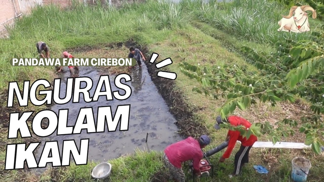 Nguras Kolam Ikan, Ternyata Ada Ular  Sawahnya !!! Ikan Habbis Dimakan Ular