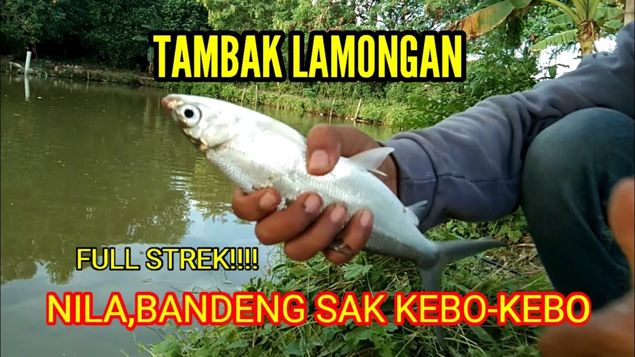 Full strek!!!!  tambak lamongan || nila bandeng sak kebo-kebo@harinyamancing7838