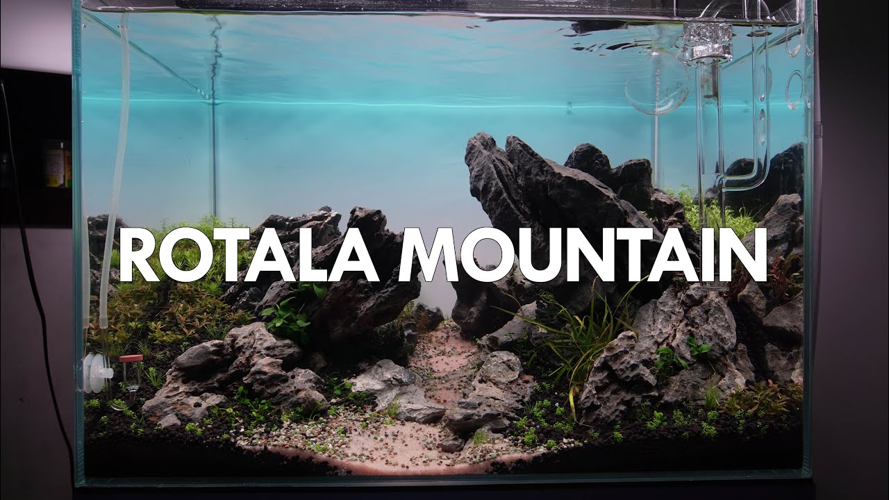 Rotala Mountain: Montagem aquário plantado de ALTA DEMANDA(CHEIO DE ROTALAS)