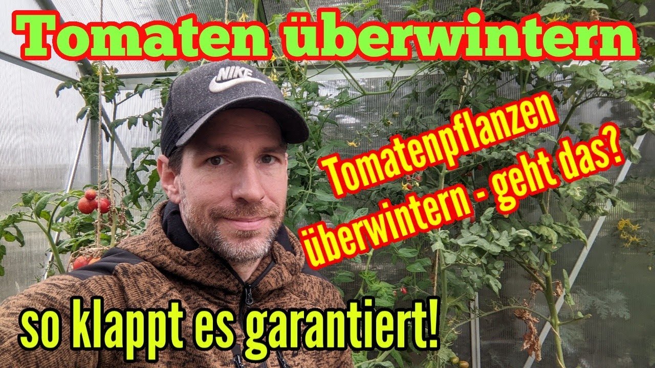 Tomaten überwintern - So Tomatenpflanzen richtig überwintern
