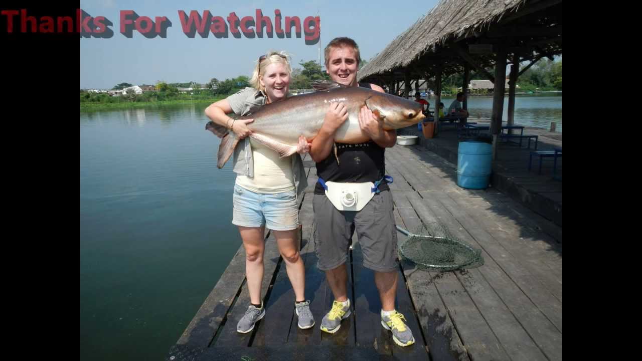Bungsamran Fishing Park. MEKONG CAT FISH