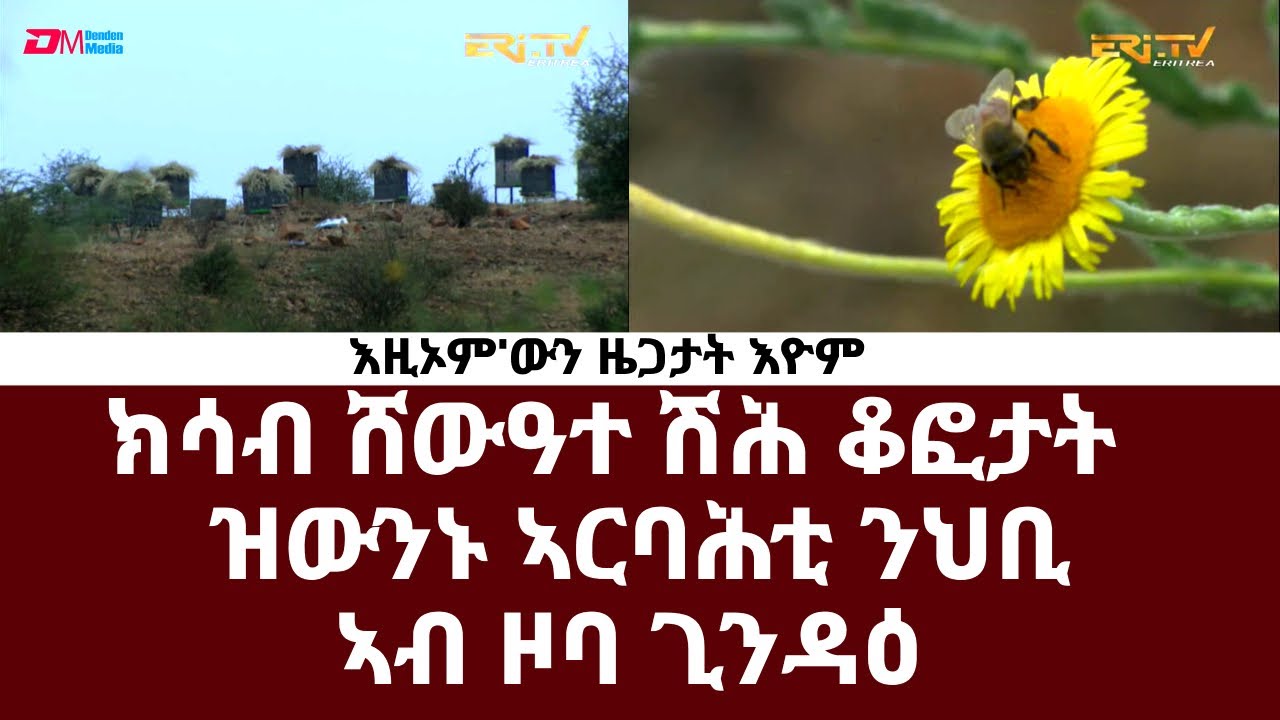 ክሳብ ሸውዓተ ሽሕ ቆፎታት ዝውንኑ ኣርባሕቲ ንህቢ ኣብ ዞባ ጊንዳዕ - መደብ እዚኦም'ውን ዜጋታት እዮም | Beekeepers in sub-zone Ghinda