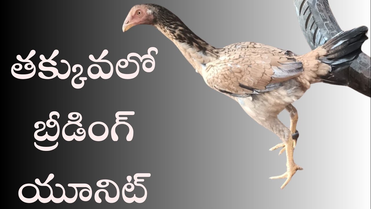 బ్రీడింగ్ యూనిట్ సేల్ #94900 84890