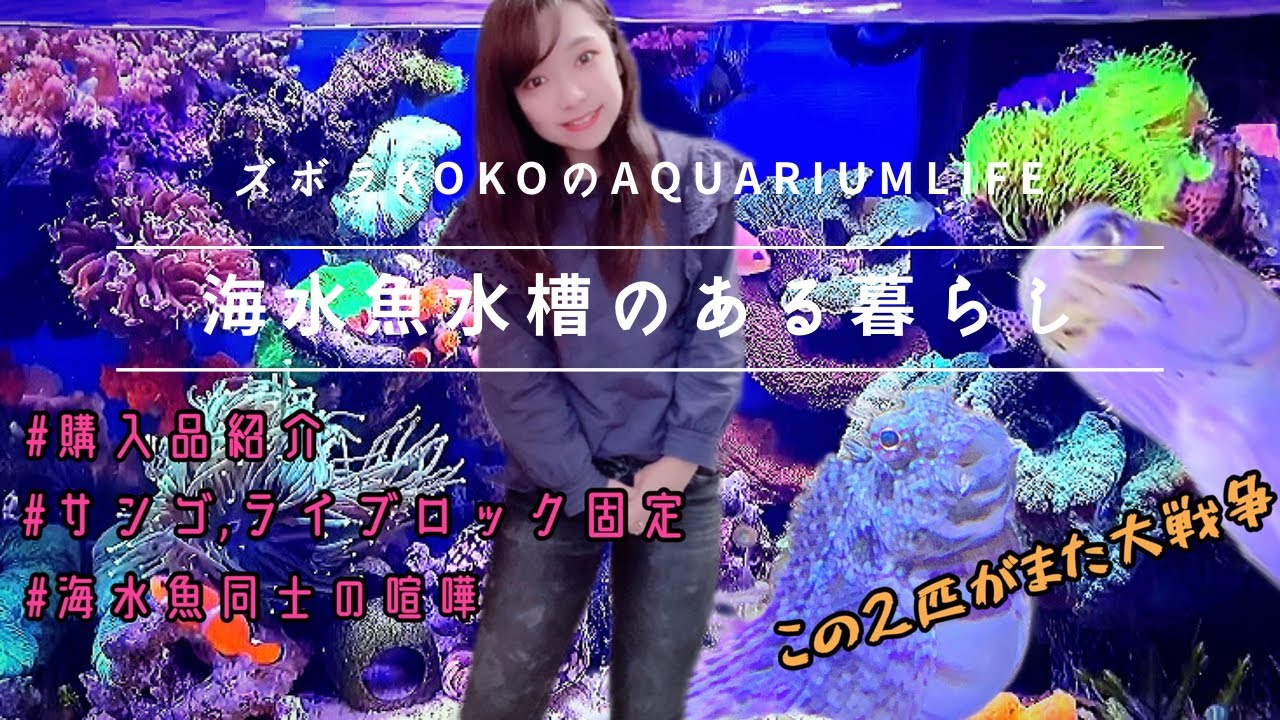 【アクア女子の休日】海水魚水槽とわたしの土日の過ごし方/サンゴ購入/海水魚同士の喧嘩/怒涛の2日間が楽し過ぎたw