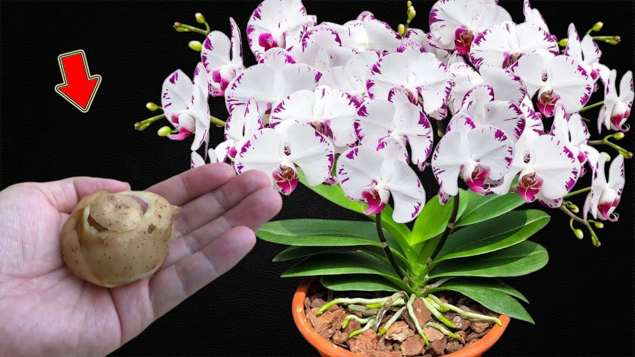 Каждое дерево 1 шт.! Внезапно у орхидеи выросло множество цветочных ветвей.