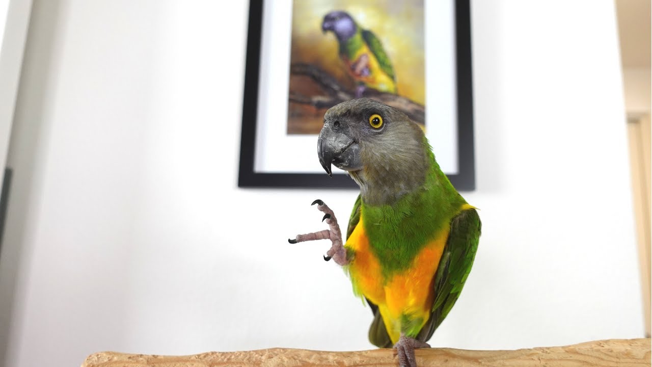 How To Teach Your Parrot To Wave | Teach Wave Trick To Parrot