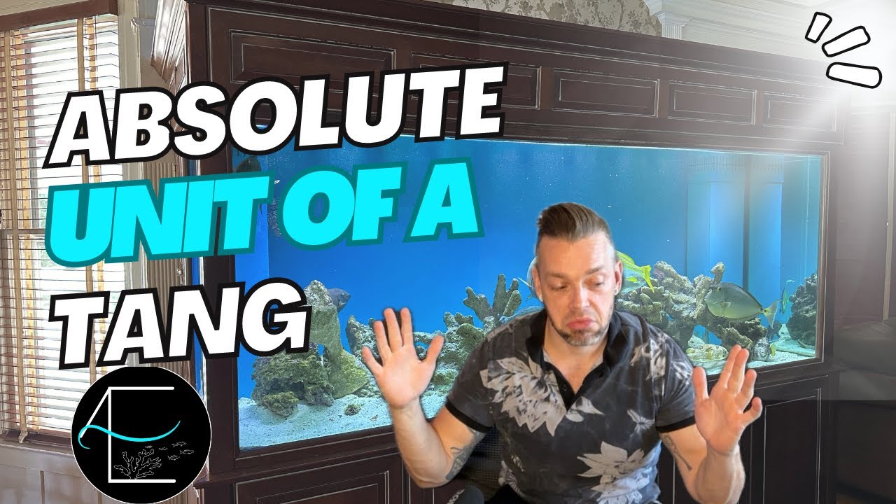 Rehoming a MASSIVE Fish!