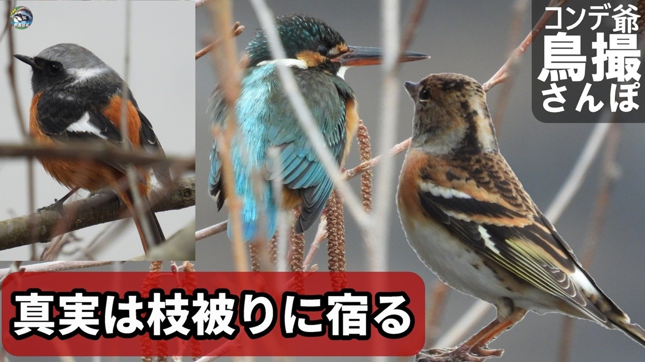 野鳥撮影　真実は枝被りに宿る　散歩中自分を勇気づける言葉　北播磨のええもんあるで
