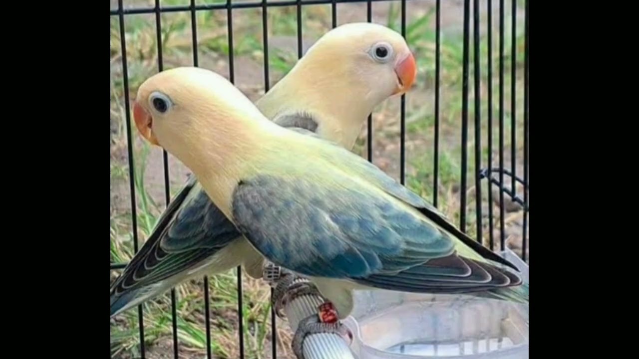 MUTATION OF LOVE BIRDS. WHICH BIRDS IN YOUR AVIARY. 