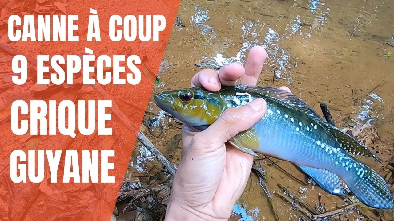Pêche Guyane - 9 espèces différentes à la canne à coup