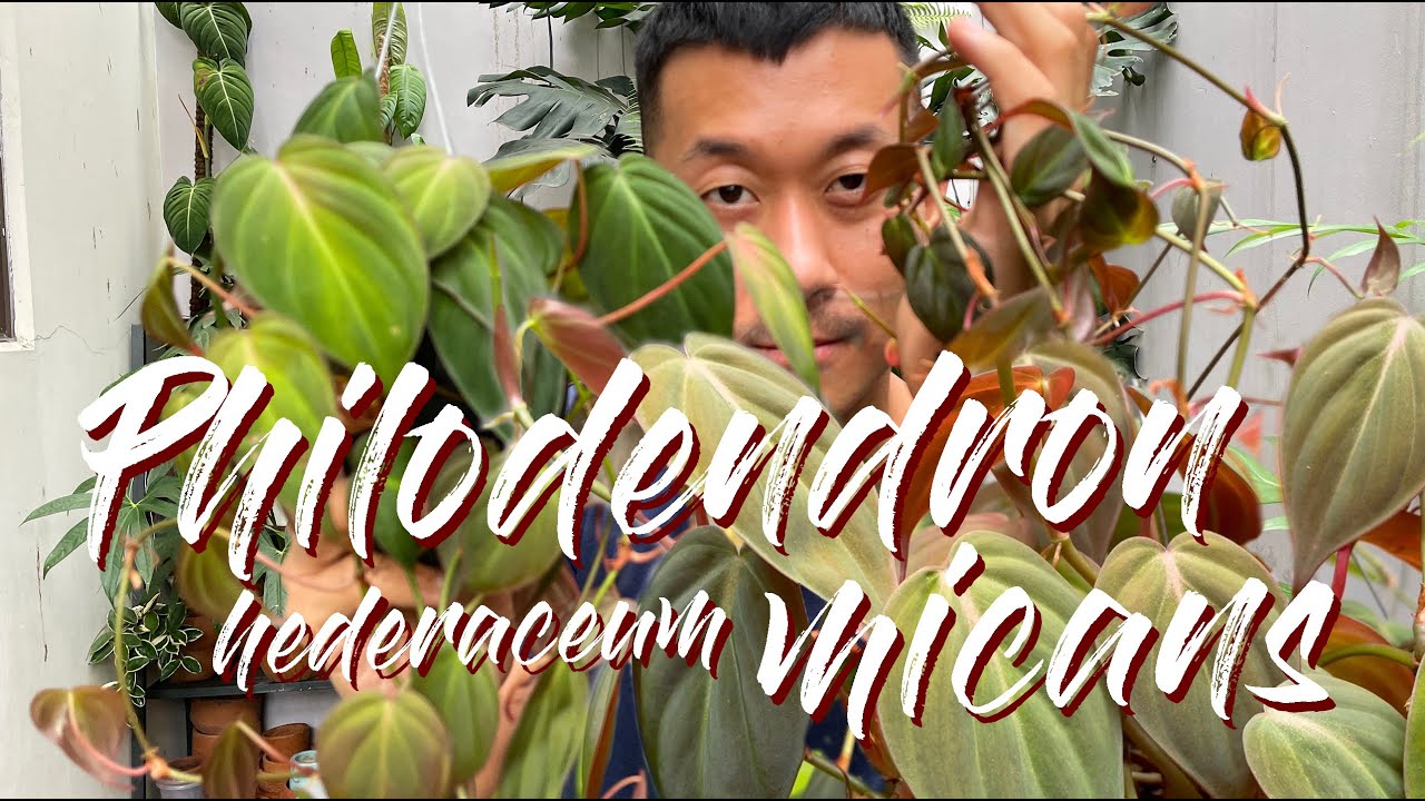 Выращивайте и размножайте Philodendron Hederaceum «Micans» как профессионал!