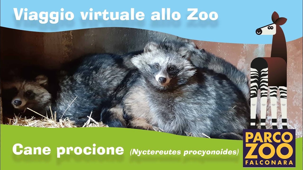 Cane procione (Nyctereutes procyoides)