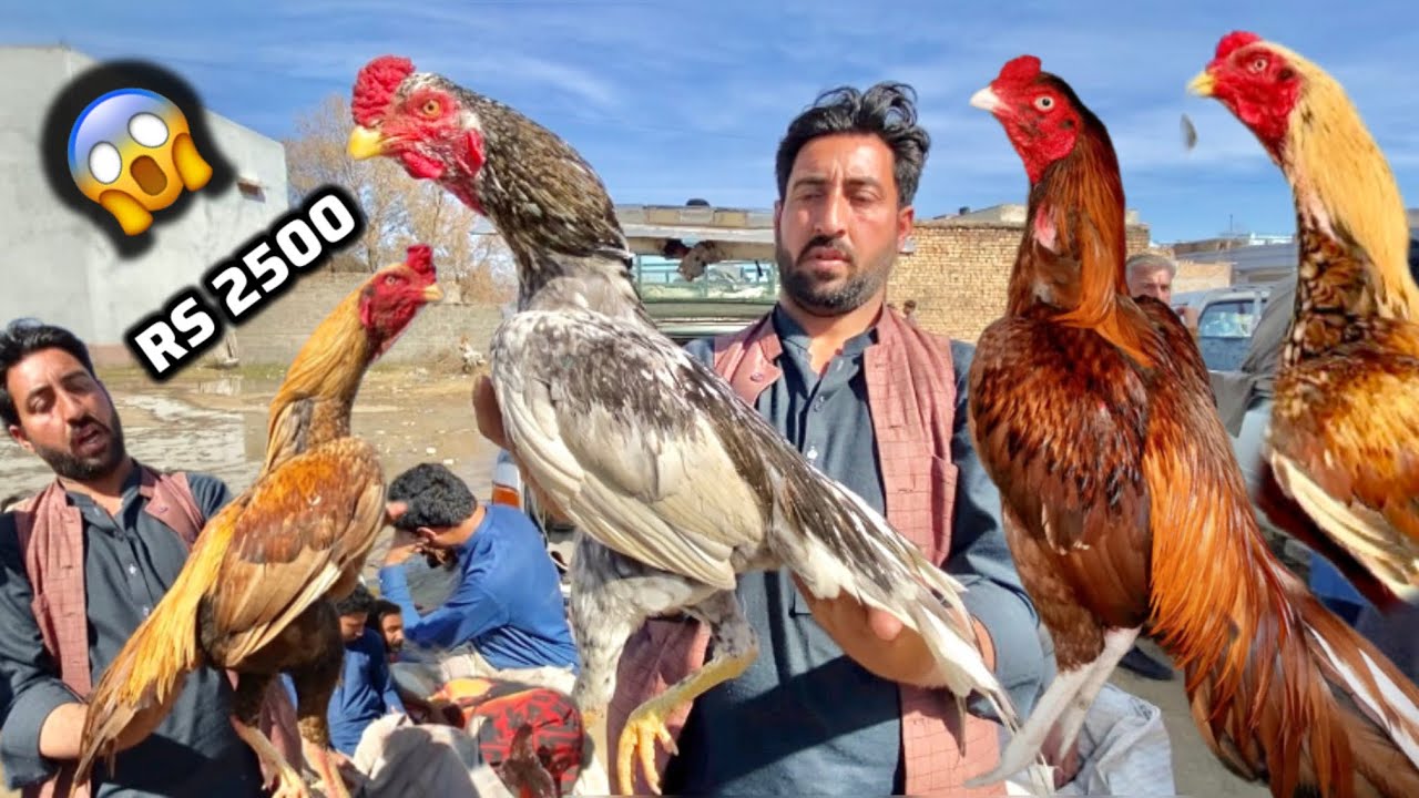 Khan bhai ny naye maal par sale laga di 😱Cheap rate Haripur aseel murga mandi