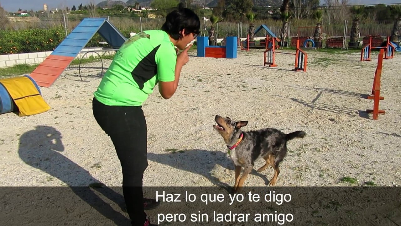 PARODIA DESPACITO - AGILITY