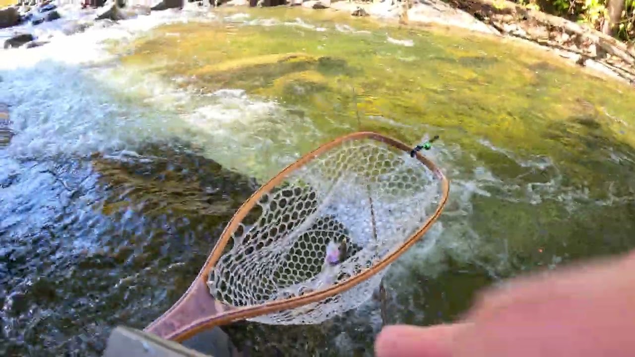 Fly fishing for stockers in downtown Gatlinburg! 