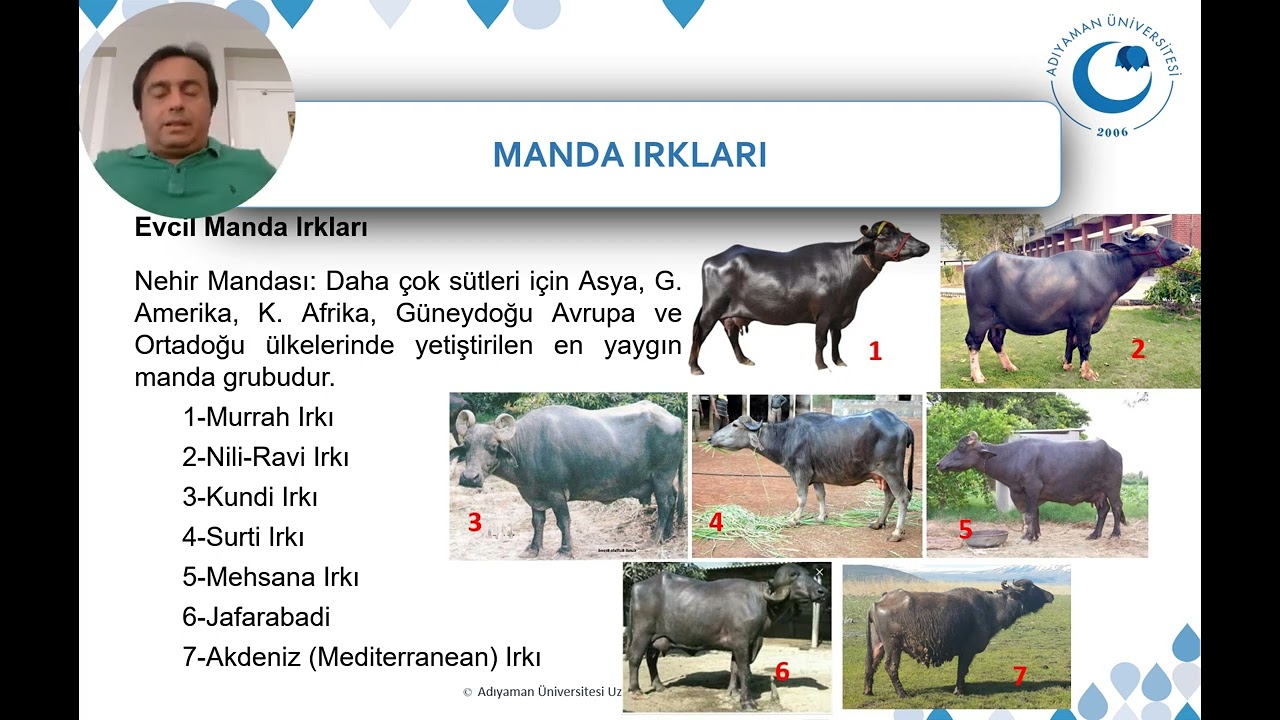 Manda Yetiştiriciliği - III