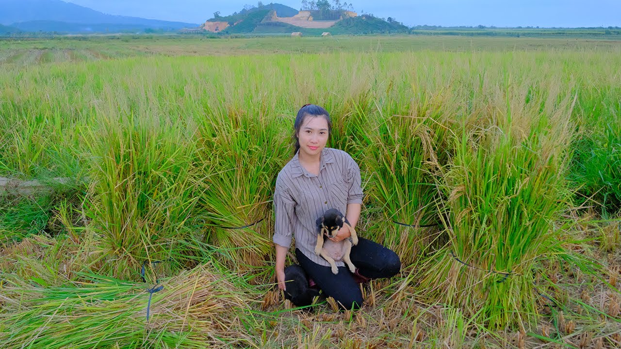 Go to the fields to Harvest Rice, Thresh and dry rice, grind rice - Make Com Going To Market Sell