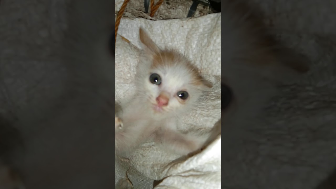 Anak kucing marah
