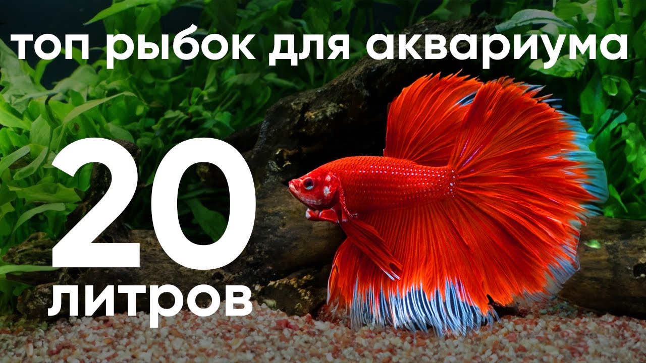 Топ рыбок для аквариума для 20 литров