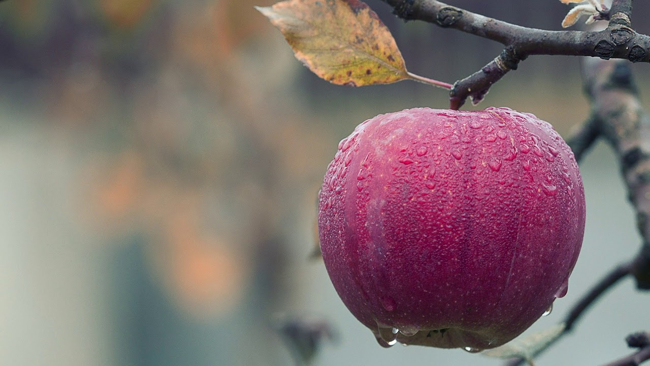 Abraham-Hicks ~ Her Food Choices
