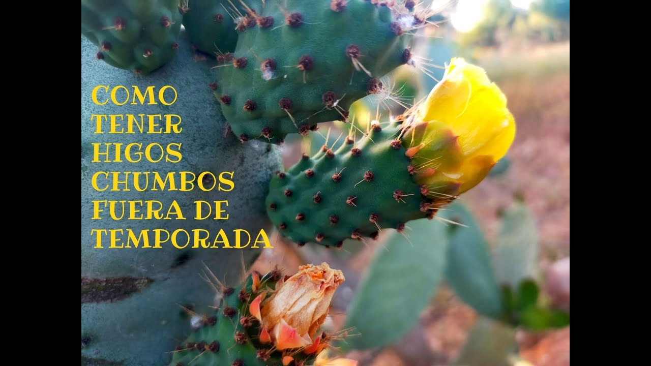 Cómo tener chumbos fuera de temporada.