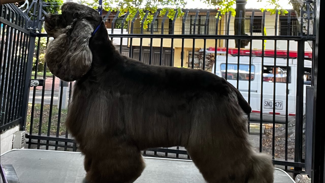 Arreglo Cocker Americano