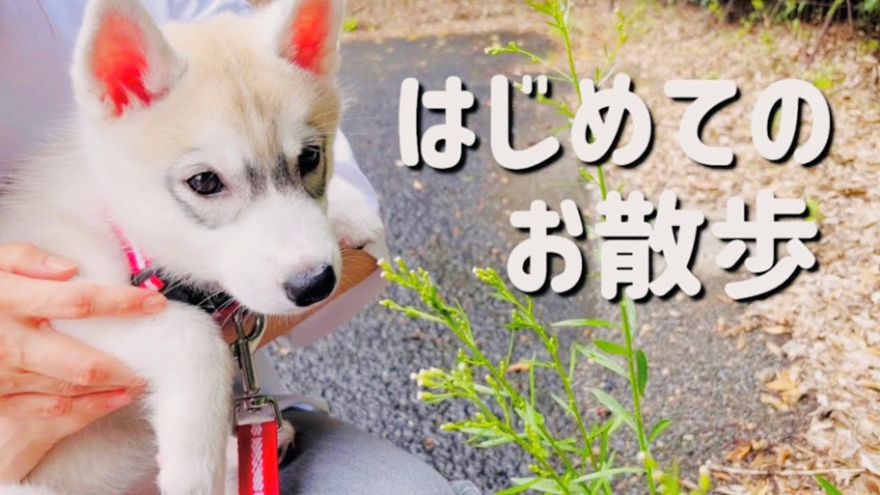 【ハスキー犬】お散歩の練習をする生後2ヶ月の赤ちゃん　Siberian husky puppy