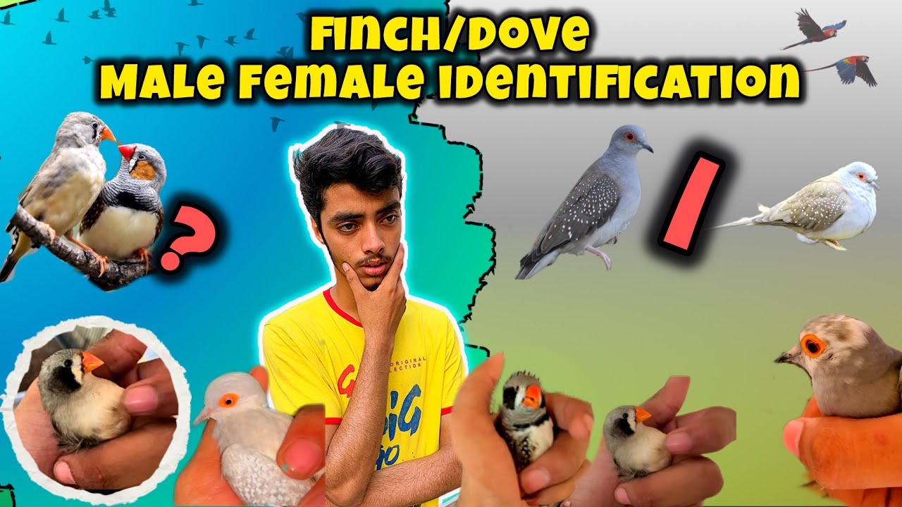 Zebra finch male female difference👍🏻| Diamond dove male female difference|zebra finch gender