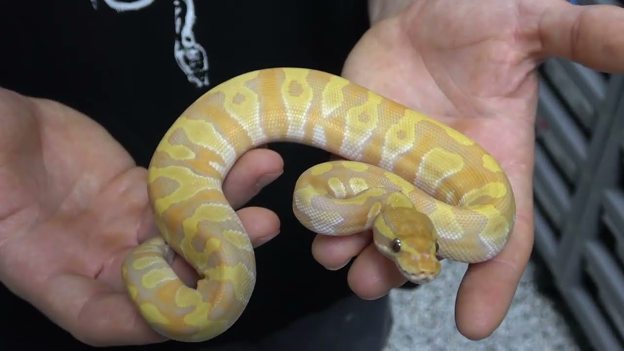 Show Case Saturday! Unbelievable Ultramel Ball Python Combos! Must Watch