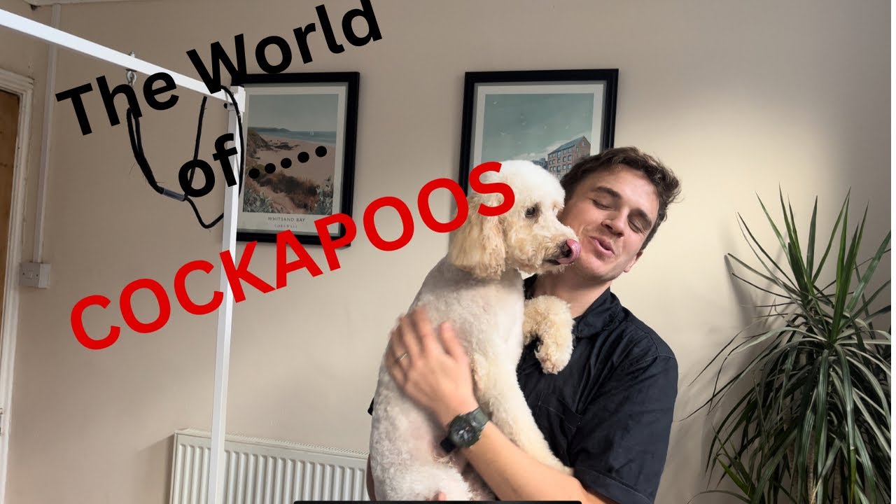 Grooming a COCKAPOO in a TEDDYBEAR trim