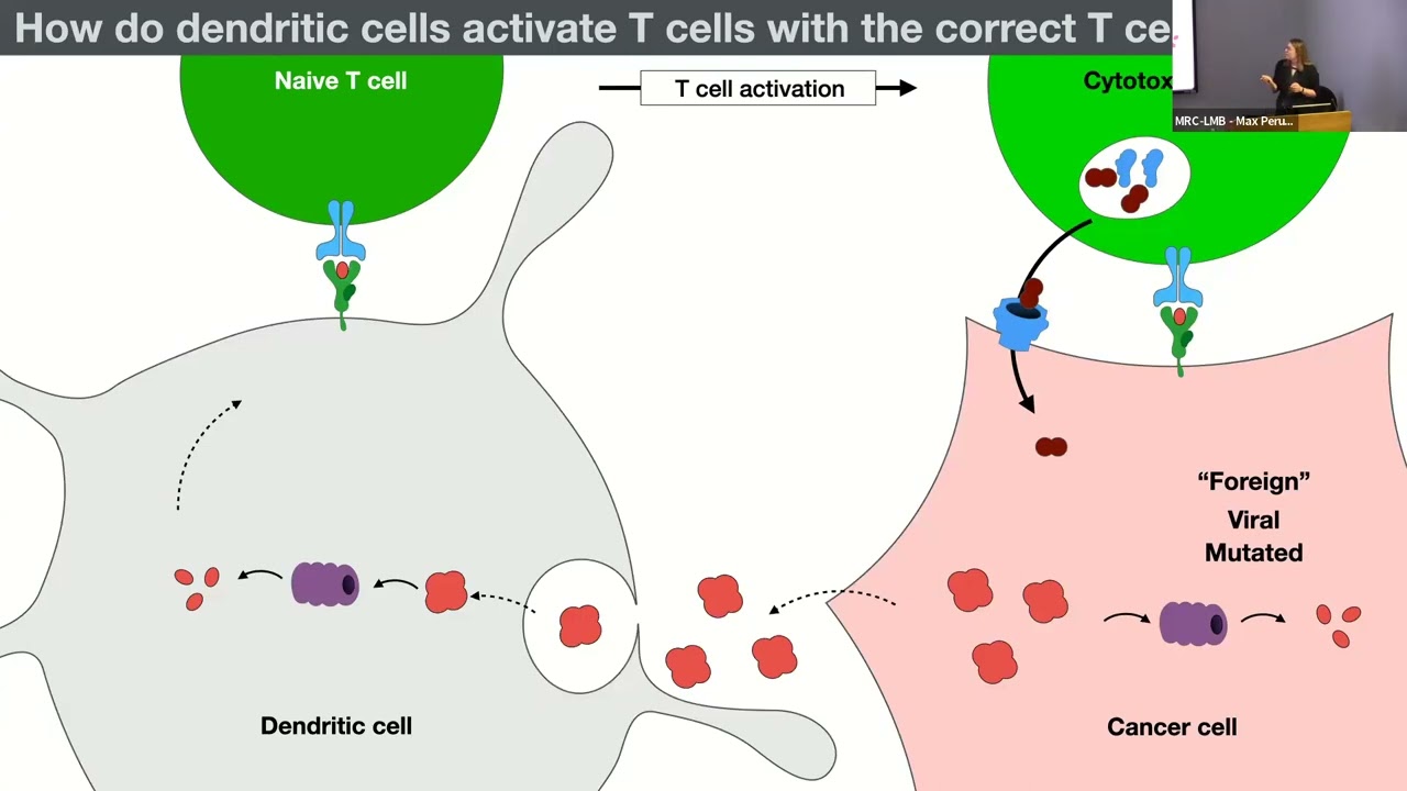 How does the Immune System Identify Cancer Cells? - Patrycja Kozik - Seminar for Non-Scientists