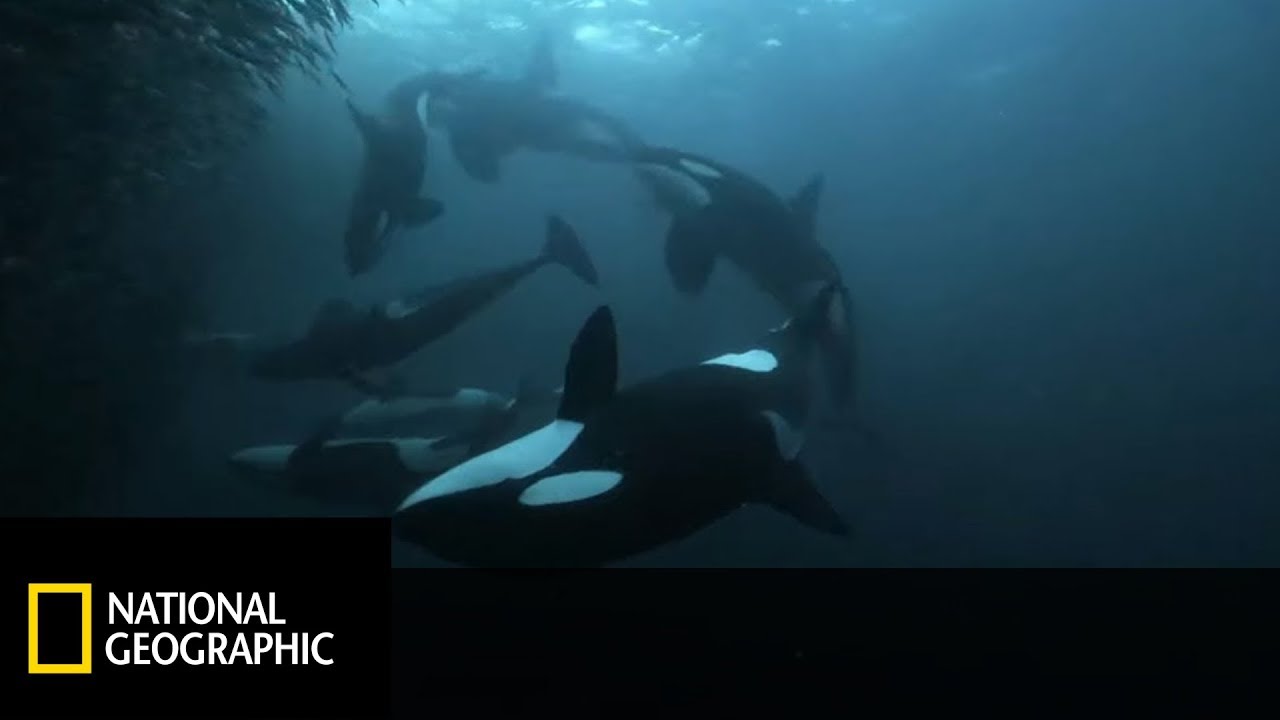 To jedno z najwspanialszych widowisk dzikiej przyrody! [Wrogi Świat]