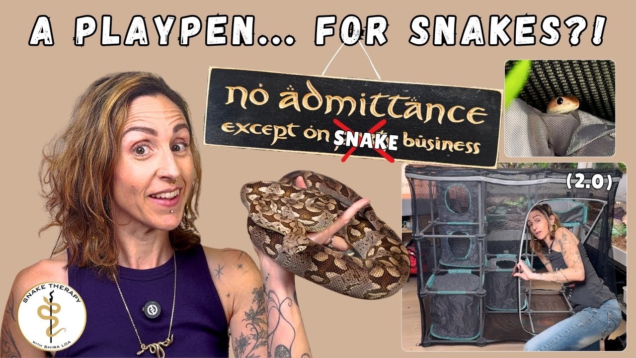 Free Roaming Snakes- Easy/Cheap DIY for Indoor/Outdoor Enrichment!