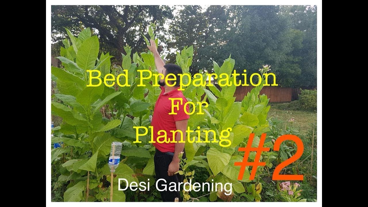 How To Grow Tobacco In UK #2