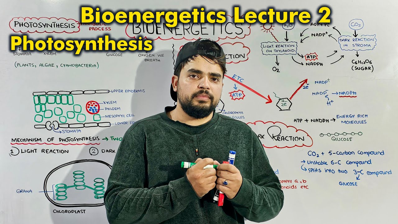 Class 9th Chapter 7 Bioenergetics: Photosynthesis (Light & Dark Reaction)