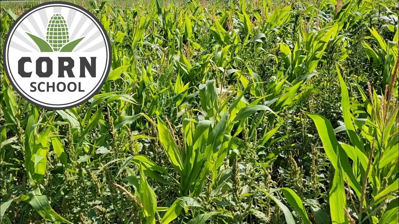 Corn School: Importance of early weed control underlined in dry conditions