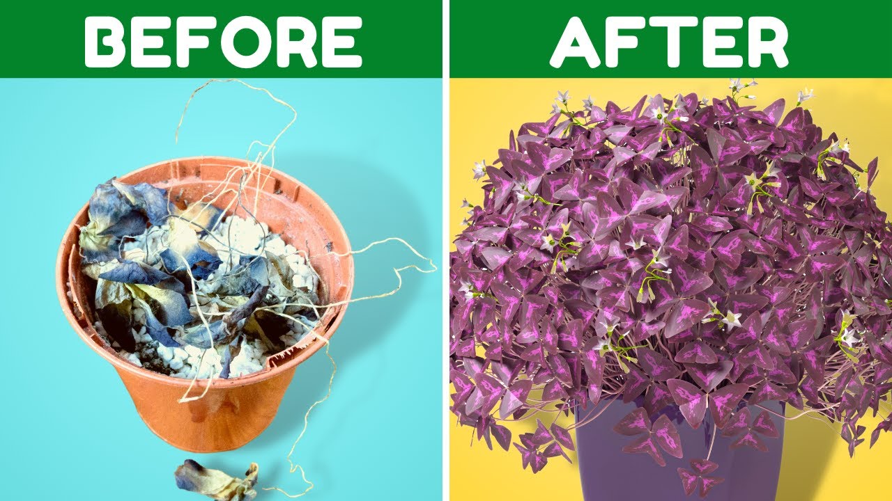 Get Your Oxalis Triangularis Out Of Dormancy